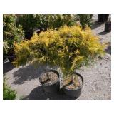 2) Golden Mops Cypress