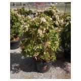 Japanese Pieris or Andromeda