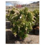 Japanese Pieris or Andromeda