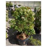 Japanese Pieris or Andromeda