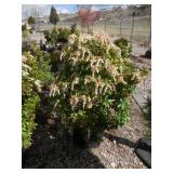 Japanese Pieris or Andromeda