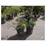 2) Mexican Orange Shrubs