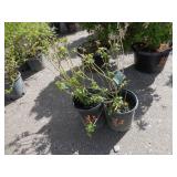 2) Mexican Orange Shrubs