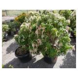 2) Japanese Pieris or Andromeda