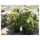 2) Japanese Pieris or Andromeda