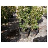 2) Dwarf Japanese Pines