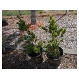 2) Dwarf Japanese Pines