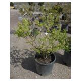 Satomi Kousa Dogwood