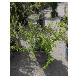 Cameo - Chaenomeies Japonica