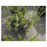 2) Cameo - Chaenomeies Japonica