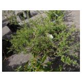 Hakuro Nishiki Willow, Dappled Willow