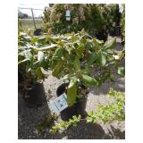 Nova Zembla Rhododendron