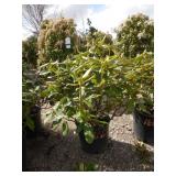 Nova Zembla Rhododendron