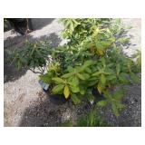 2) Nova Zembla Rhododendrons