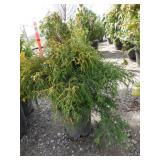 Juniper, Blue Upright