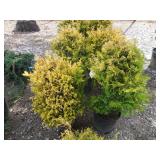 1) Golden Mop False Cypress