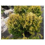 2) Golden Mop False Cypress