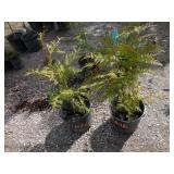 2) Western Red Cedars