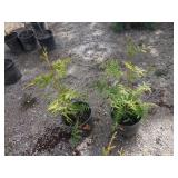 2) Western Red Cedars