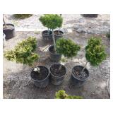 3) Dwarf Hinoki Cyress