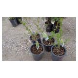 4) Weeping Forsythias