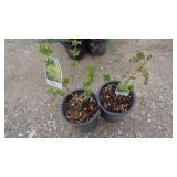 2) Weeping Forsythias