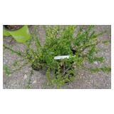 4) Chaenomeles Japonica "Cameo"