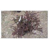 4) Berberis Thunbergii Var. Atropurpurea 