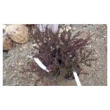 4) Berberis Thunbergii Var. Atropurpurea 