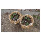 Strawberry Hanging Baskets
