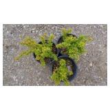 3) Berberry Gold Nugget