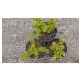 3) Barberry Gold Nugget