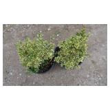 2) Boxwood