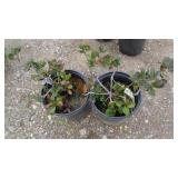 2) White Indian Hawthorne