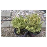 2) Boxwoood