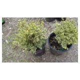 2) Boxwood