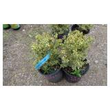 2) Boxwood