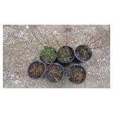 6) Kelsy Redtwig Dogwood