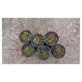 6) Kelsy Redtwig Dogwood