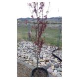 Flowering Crabapple Tree