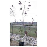 Flowering Crabapple Tree