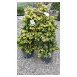 Golden Hinoki Cypress
