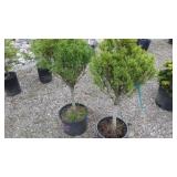 Tiny Kurls Dwarf Pine