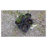 Triple Crown Blackberry