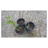 Triple Crown Blackberry