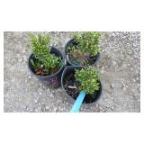 Boxwoods