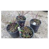 Kelsey Redtwig Dogwood