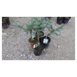 Fat Albert Blue Spruce