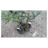 Fat Albert Blue Spruce