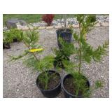 2) Western Red Cedar